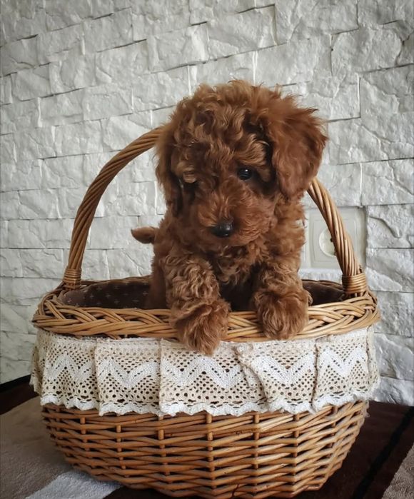 Шикарний хлопчик.той пудель .