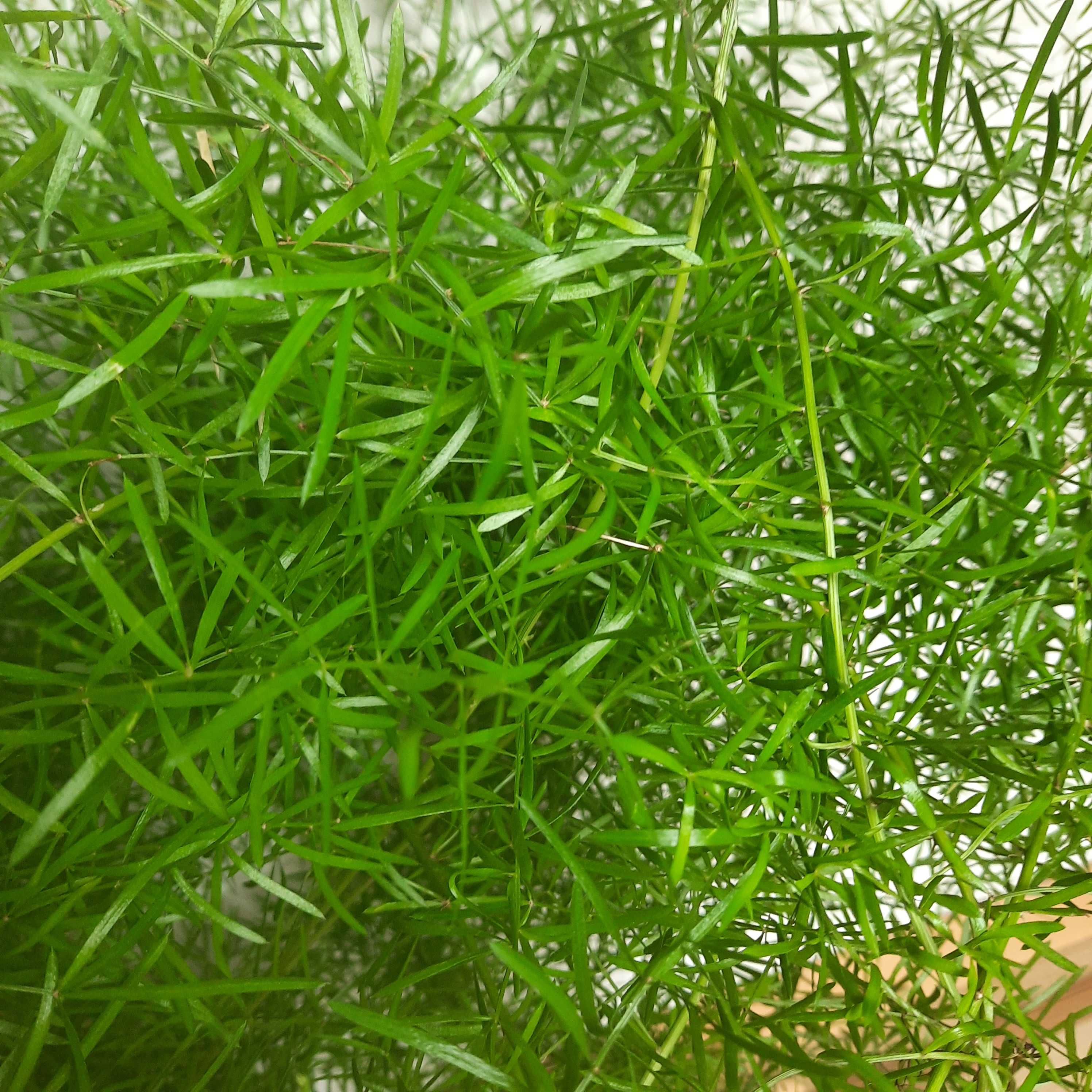 Asparagus ozdobny doniczkowy kwiat roslina