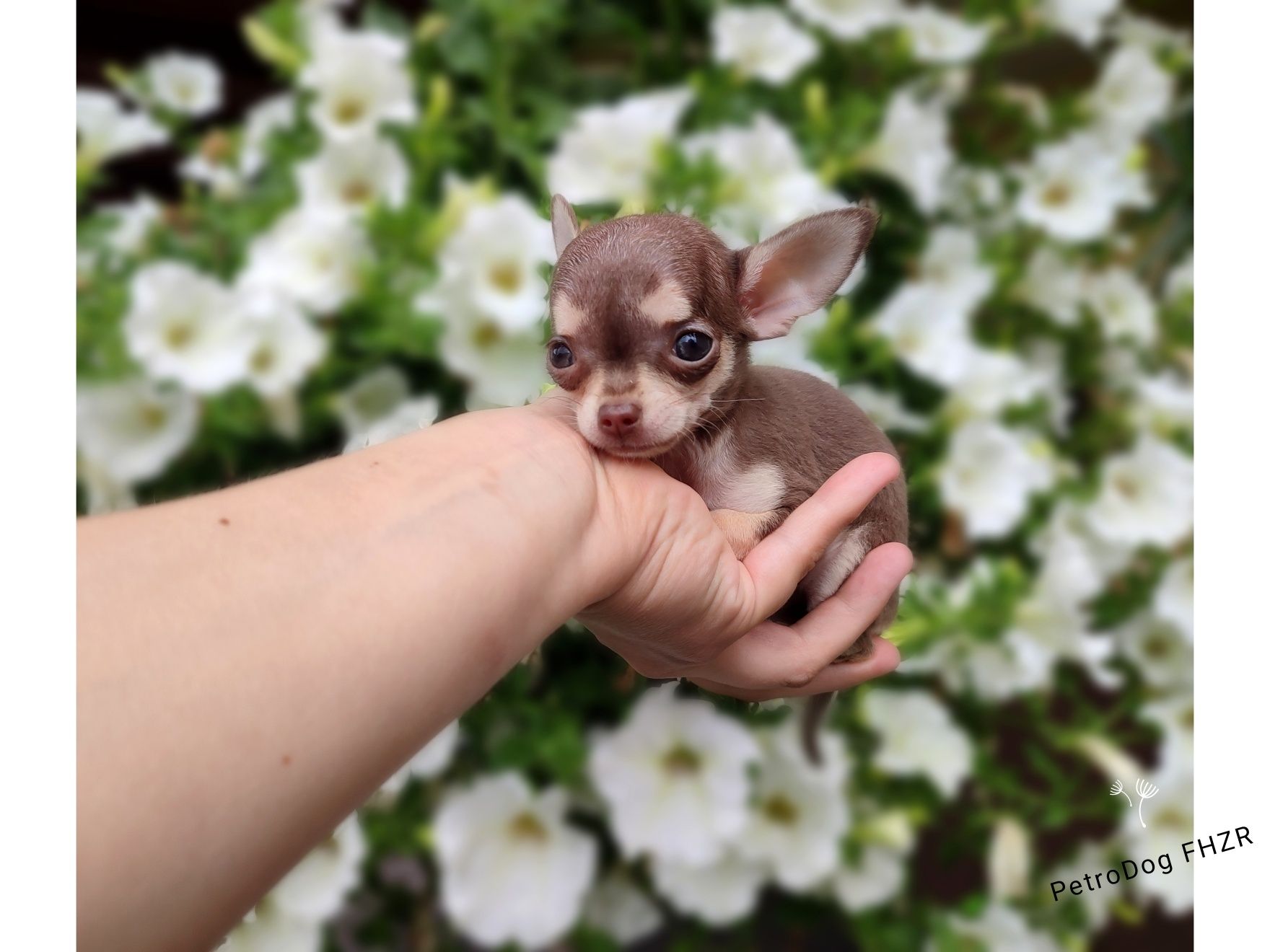 Chihuahua mini suczka xs gotowa do odbioru
