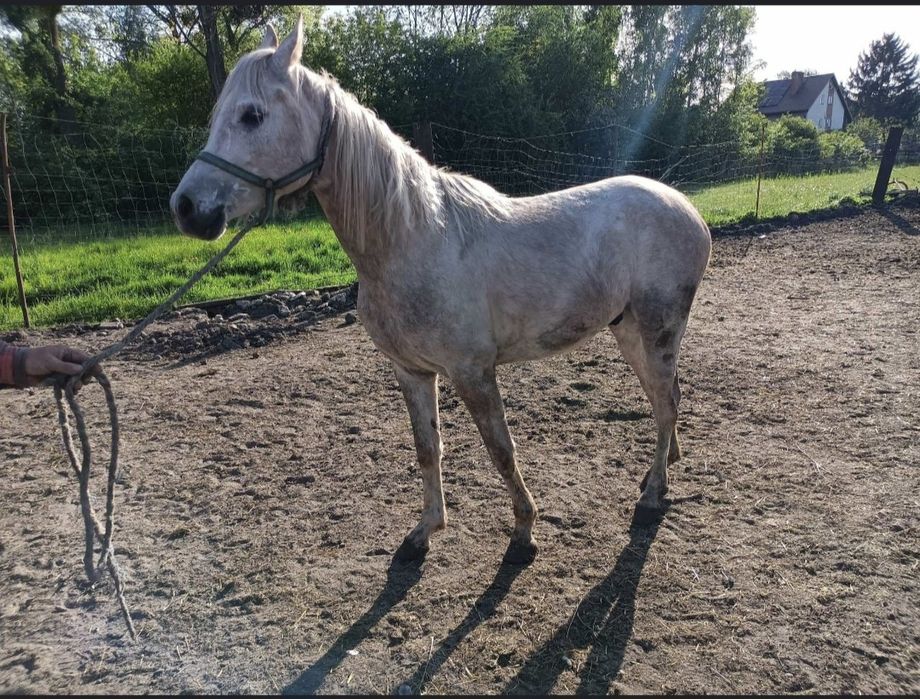 Sprzedam 3 konie rasy arabskiej arab araby