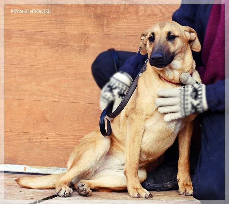 Greta - młoda, ufna sunia z nadzieją na lepsze jutro