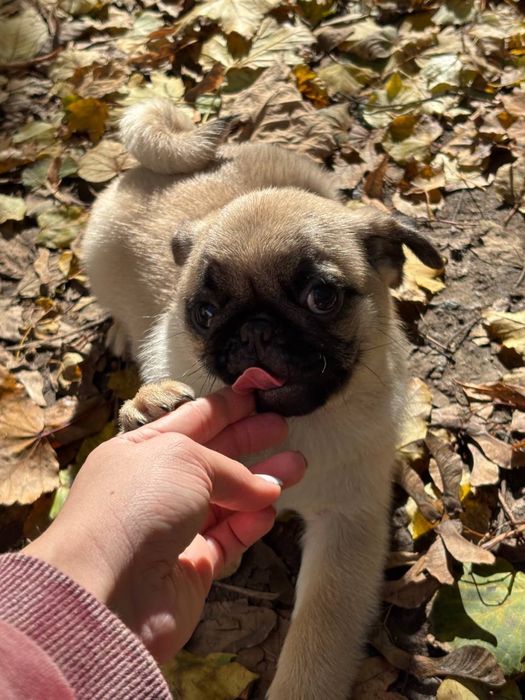 Цуценятка мопсиків