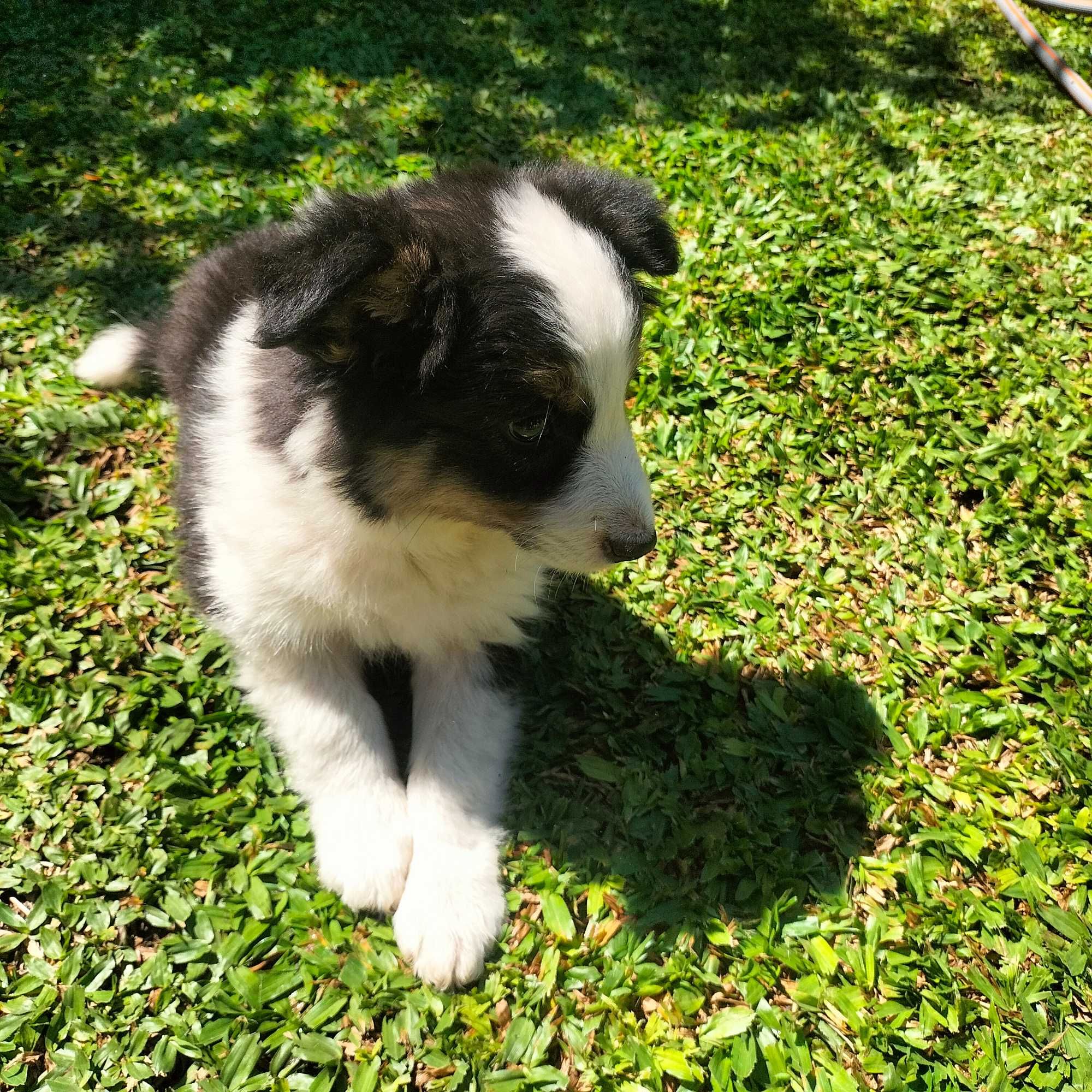 Border collie femea