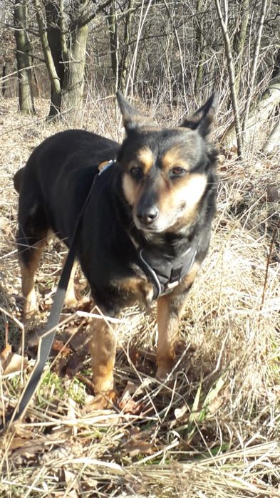 Dojrzała sunia do adopcji