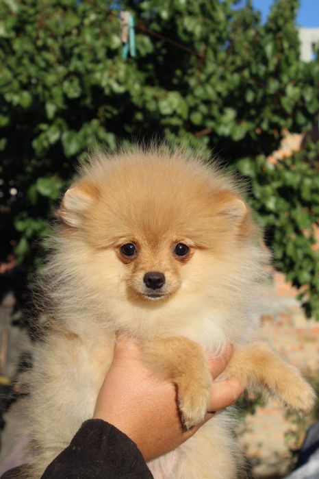 Померанський шпіц. Дівчинка.