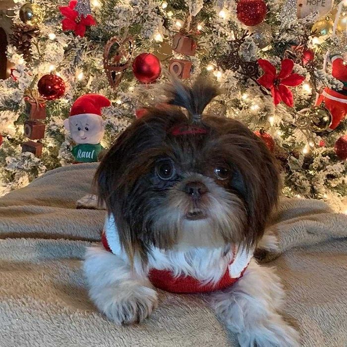 ZEACCT Świąteczny sweter dla psa z reniferem czerwono biały rozmiar M