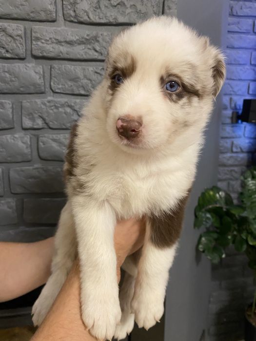 Piękny piesek Border Collie - Red Merle nr 3 - AMAR