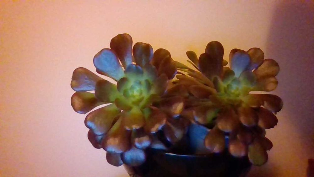 Suculentas - ROSAS NEGRAS em vaso (Aeonium arboreum)