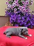 Pitbull blue śliczna suczka