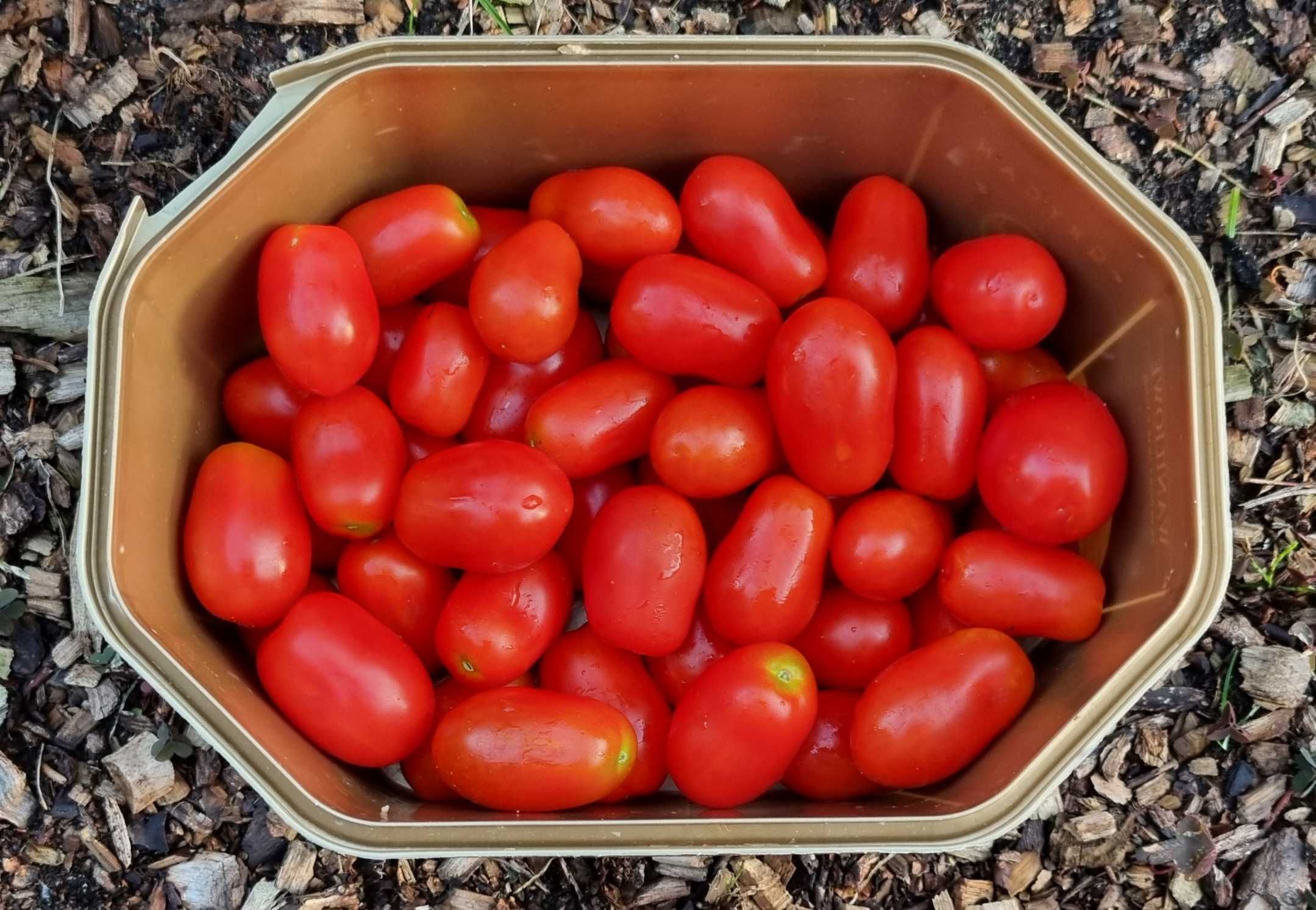 pomidor Megagroniasty Czerwony nasiona kolekcjonerskie