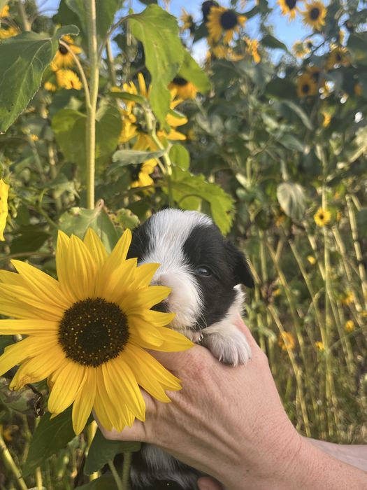 Border Collie – szczeniak BlueSky Collies (rodowód)