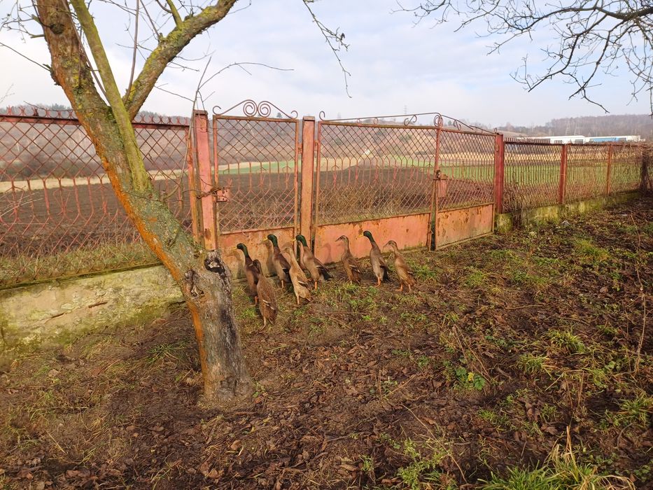 Biegusy kaczki Sprzedam