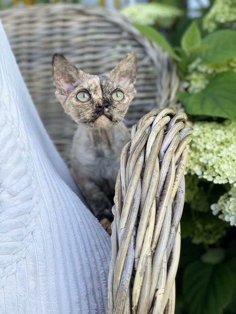 Harmony Calvados*PL  Kochana dziewczynka Devon Rex - zapytaj o filmiki