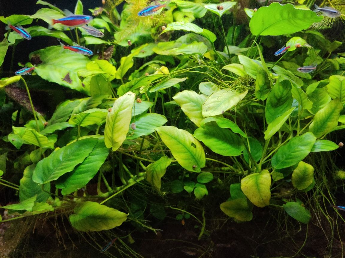 Anubias barteri nana