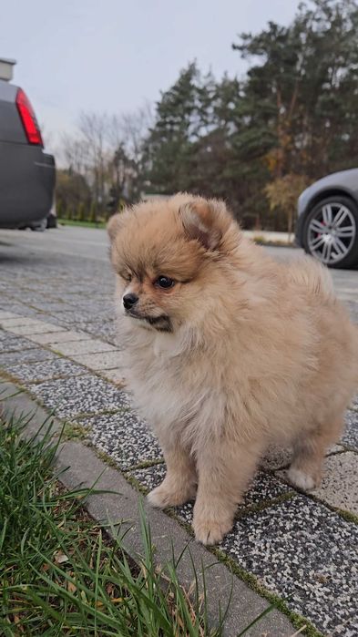 Szpic miniaturowy - pomeranian - rudy