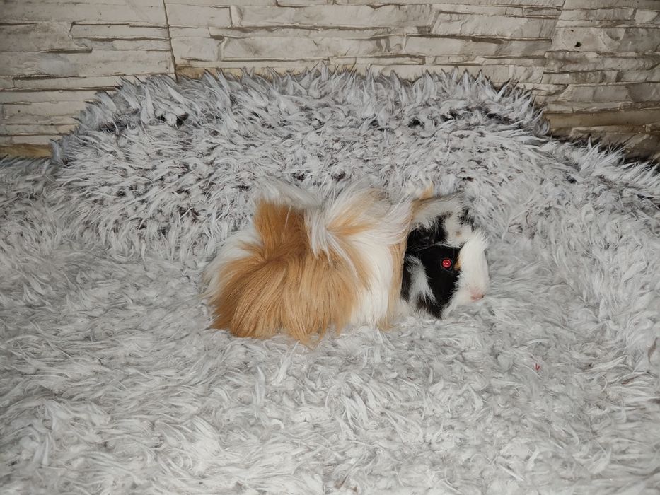 Młode świnki morskie