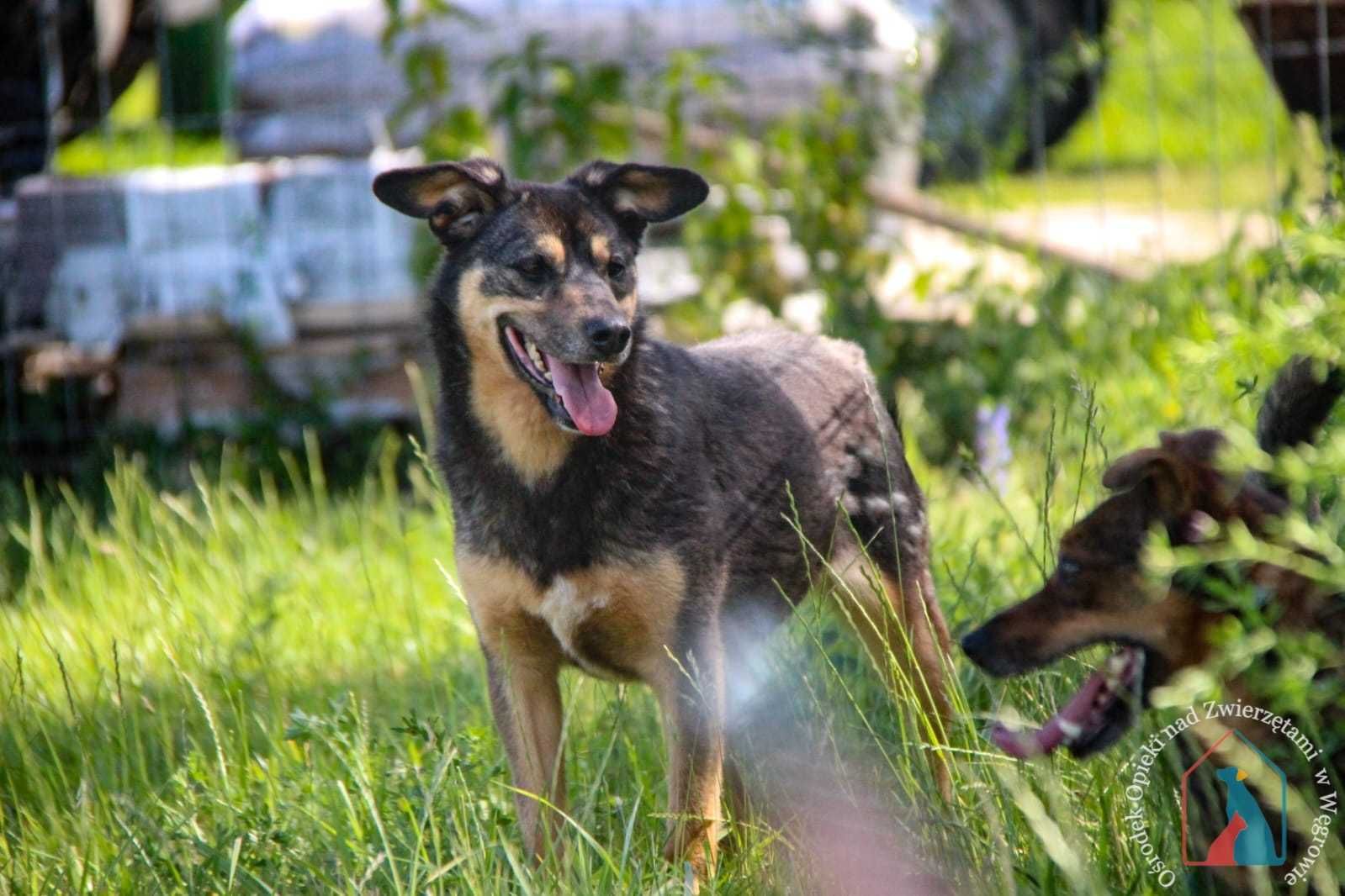 RADOSNA, ODDANA Nuta, 14 kg - kocha ludzi, uwielbia się przytulać