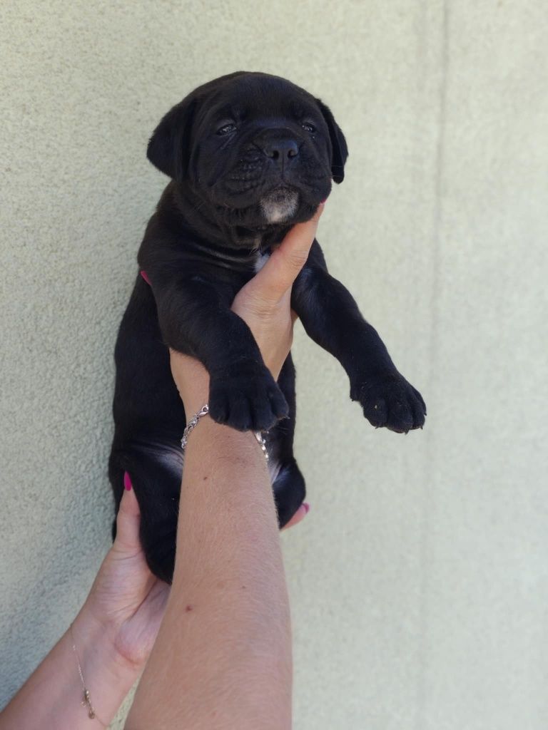 Piękna suczka cane corso poleca się do rezerwacji