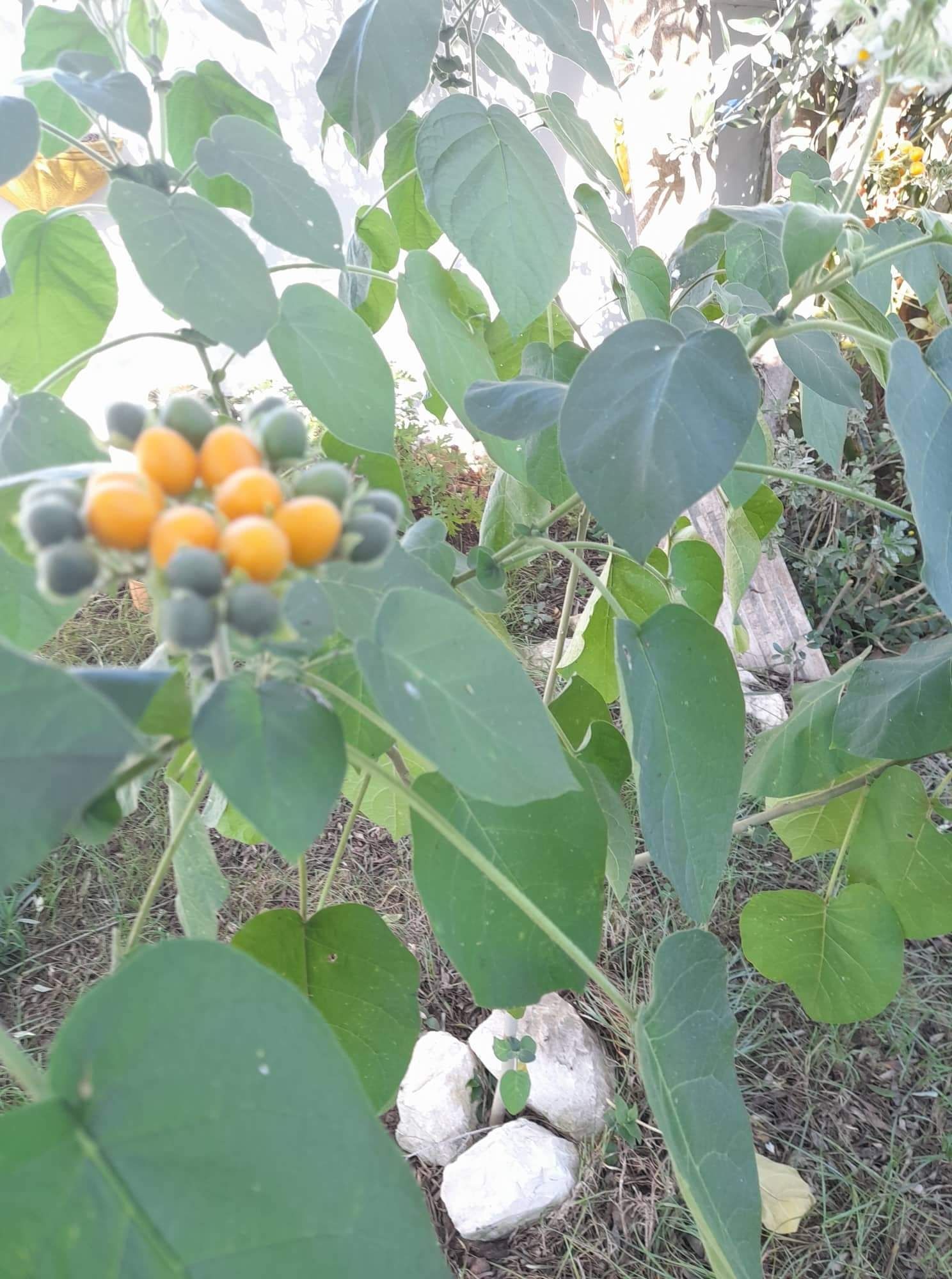 Planta Tamarilho anão