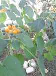 Planta Tamarilho anão
