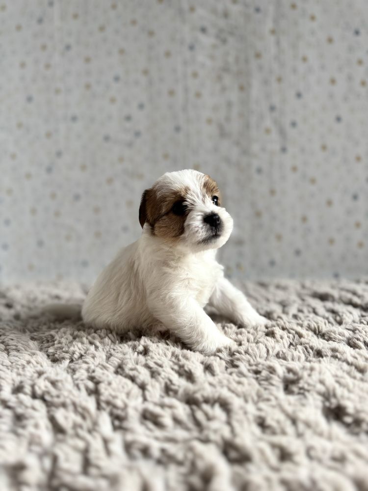 Jack Russell Terrier- szorstkowłosa sunia z rodowodem ZKwP