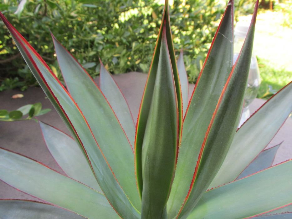 Prześliczna dorosła agawa z czerwonymi brzegami - agave Blue Glow
