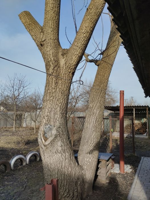 дрова з горіха безкоштовно!