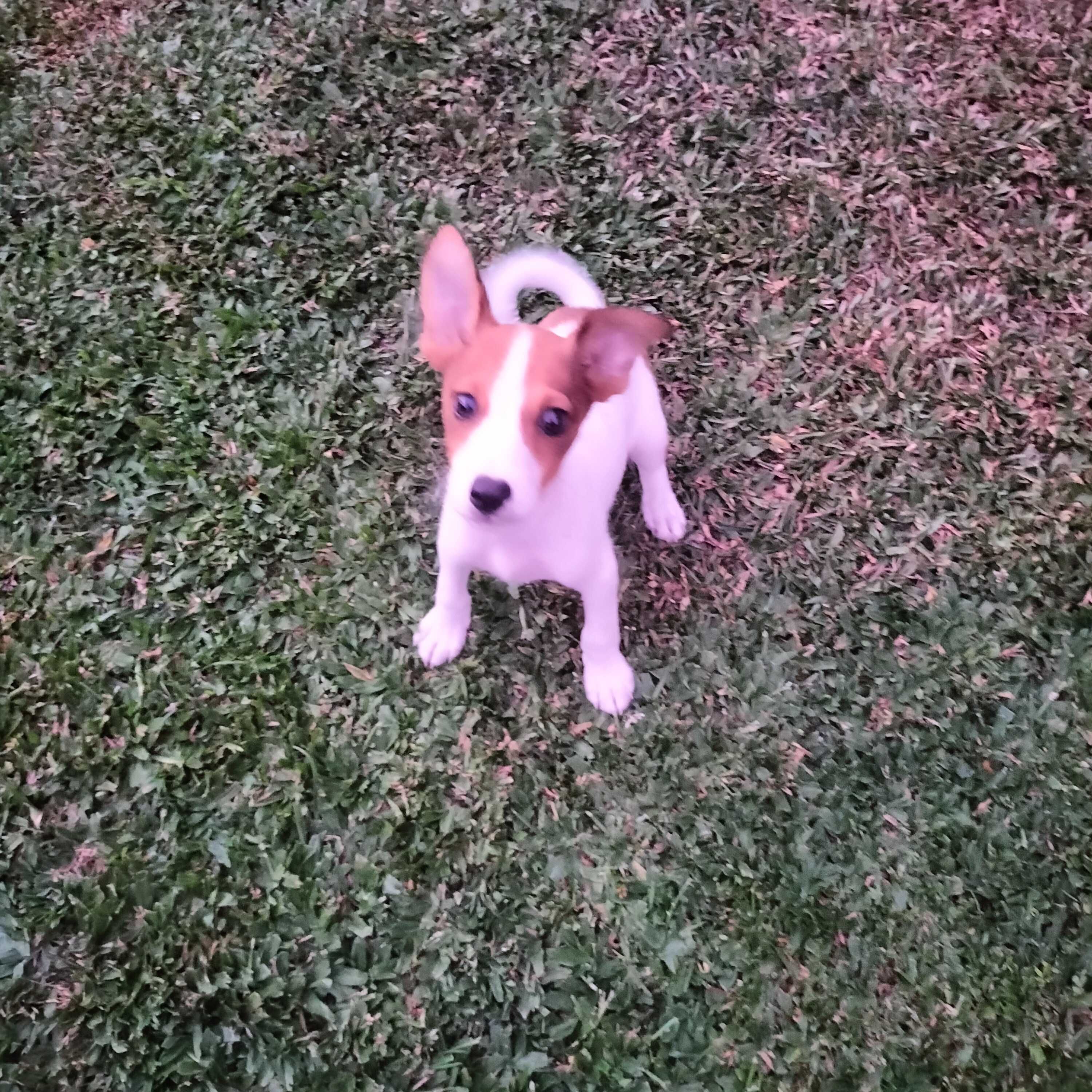 Jack Russel macho 3 meses
