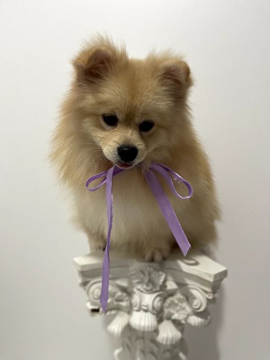 Всього 2 Чарівних Померанських шпіців