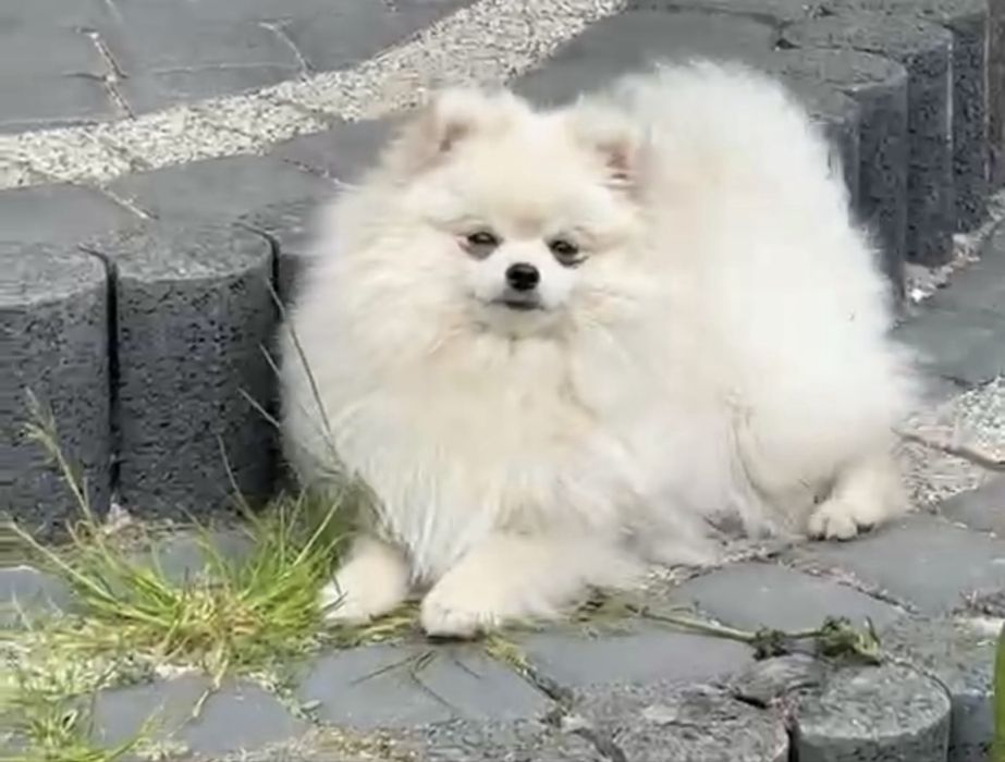 Szpic miniaturowy pomeranian FCI roczny chłopiec gotowy do odbioru