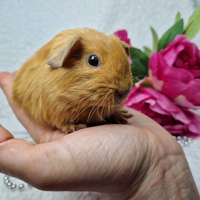 Морская свинка американская вислоухая рыжая, морские свинки