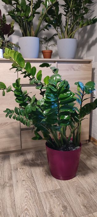 Zamiokulkas zamioculcas