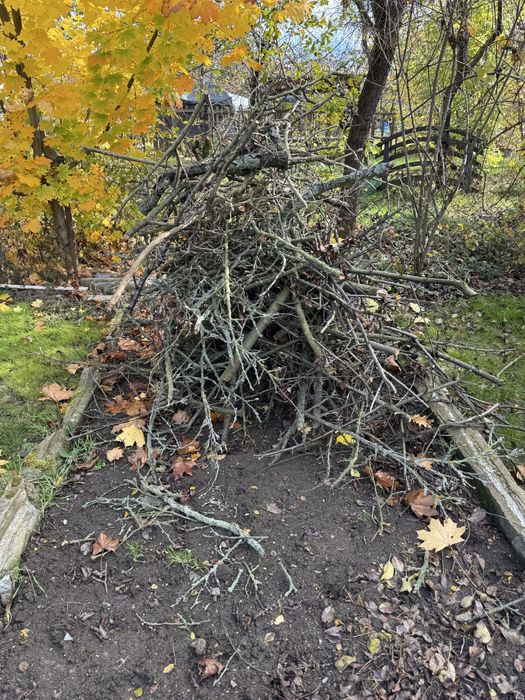 Oddam gałezie drzewo z dzialki