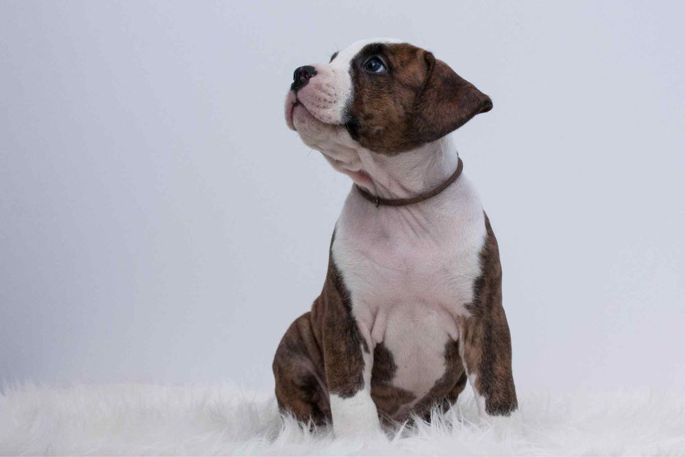 Amstaff FCI/ZKWP szczenieta American Staffordshire Terrier