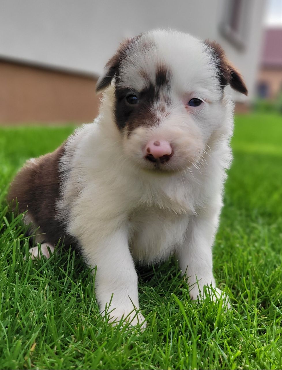 Border Collie Suczka Piękna