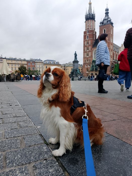 Reproduktor Cavalier King Charles Spaniel