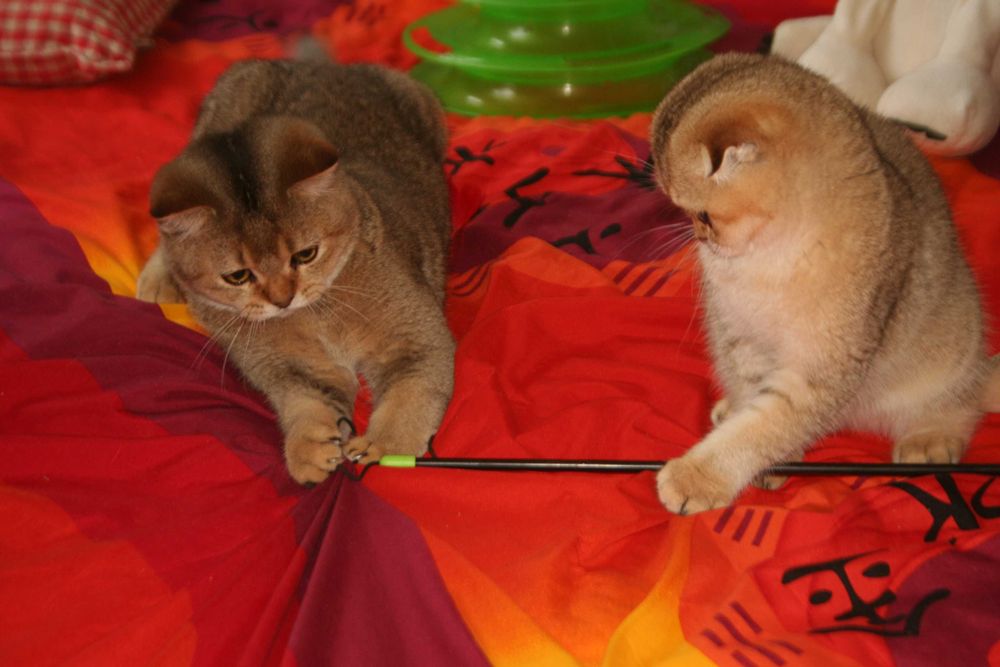 Золотий хлопчик стане вашем улюбленцем