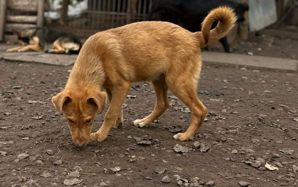 Ярик отдам в семью