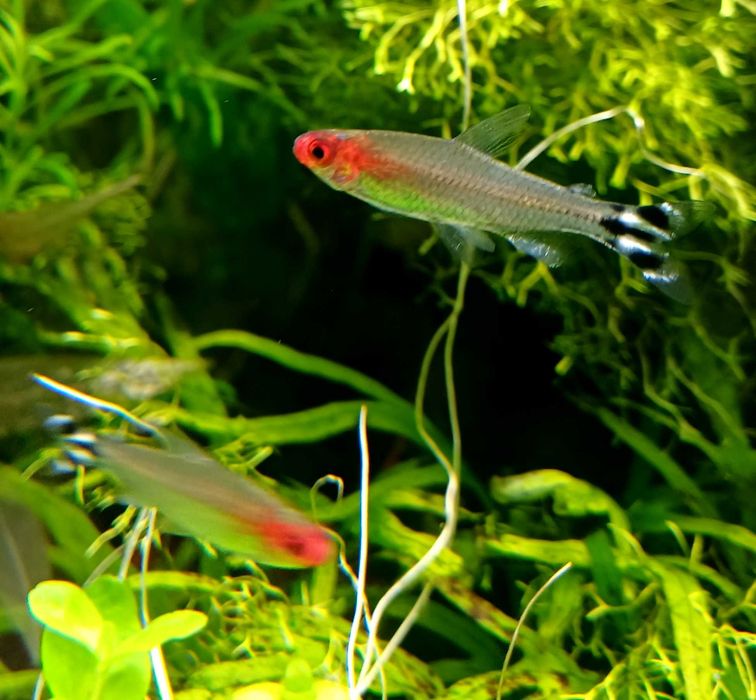 Rybki akwariowe - Rodostomus Zwinnik blehera Czerwonogłówki