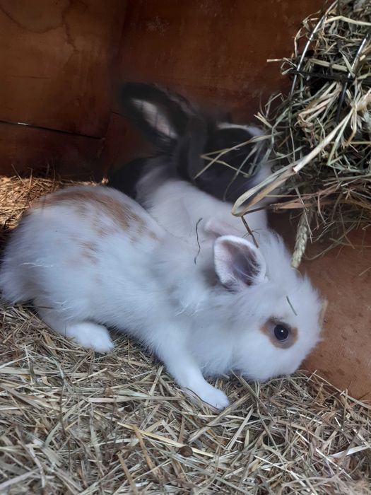 Króliki miniaturki, karzełek teddy