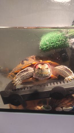 Черепаха красноухая+ акваріум+уф-лампа