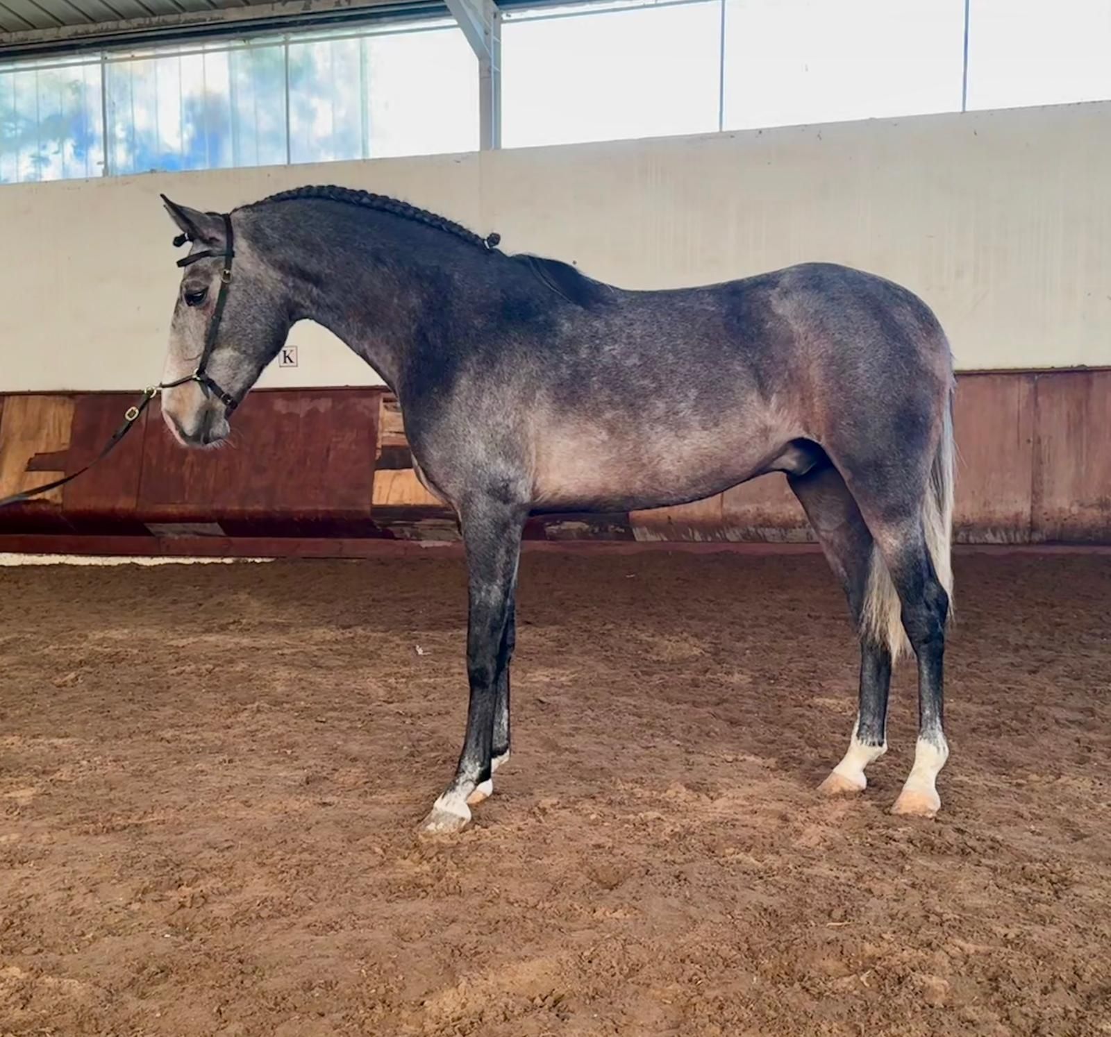Cavalo   lusitano