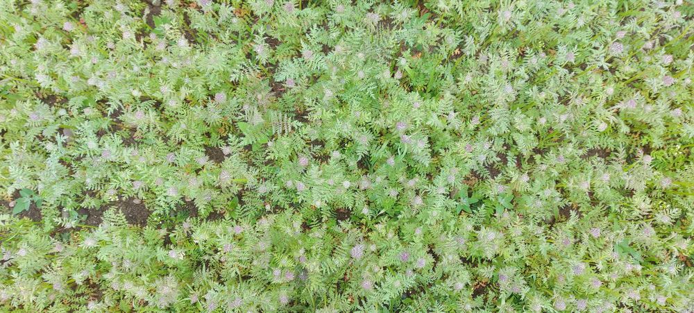 Facelia Nasiona , Poplon , Poplony, miododajna, z 2025r, Ekoschematy