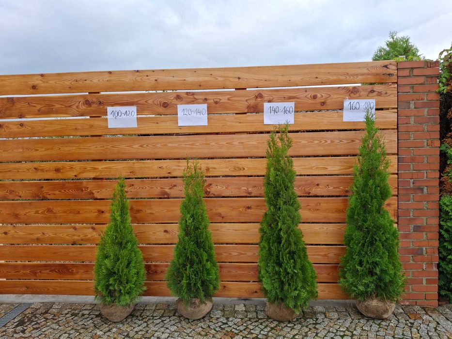 Thuja Tuja Szmaragd 160cm gotowy żywopłot TRANSPORT SADZIMY
