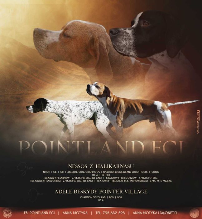 Pointer, piękna suczka- wyżeł angielski FCI