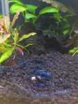 Krewetki Blue Velvet / Blue Dream