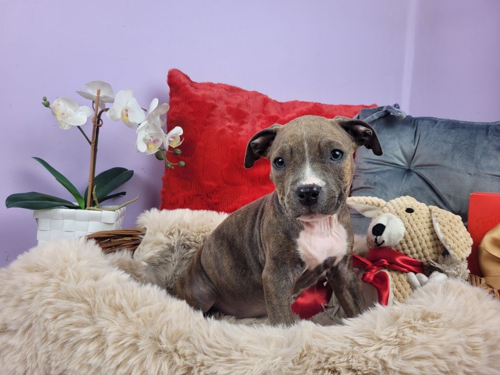 Rodzinna suczka amstaff!