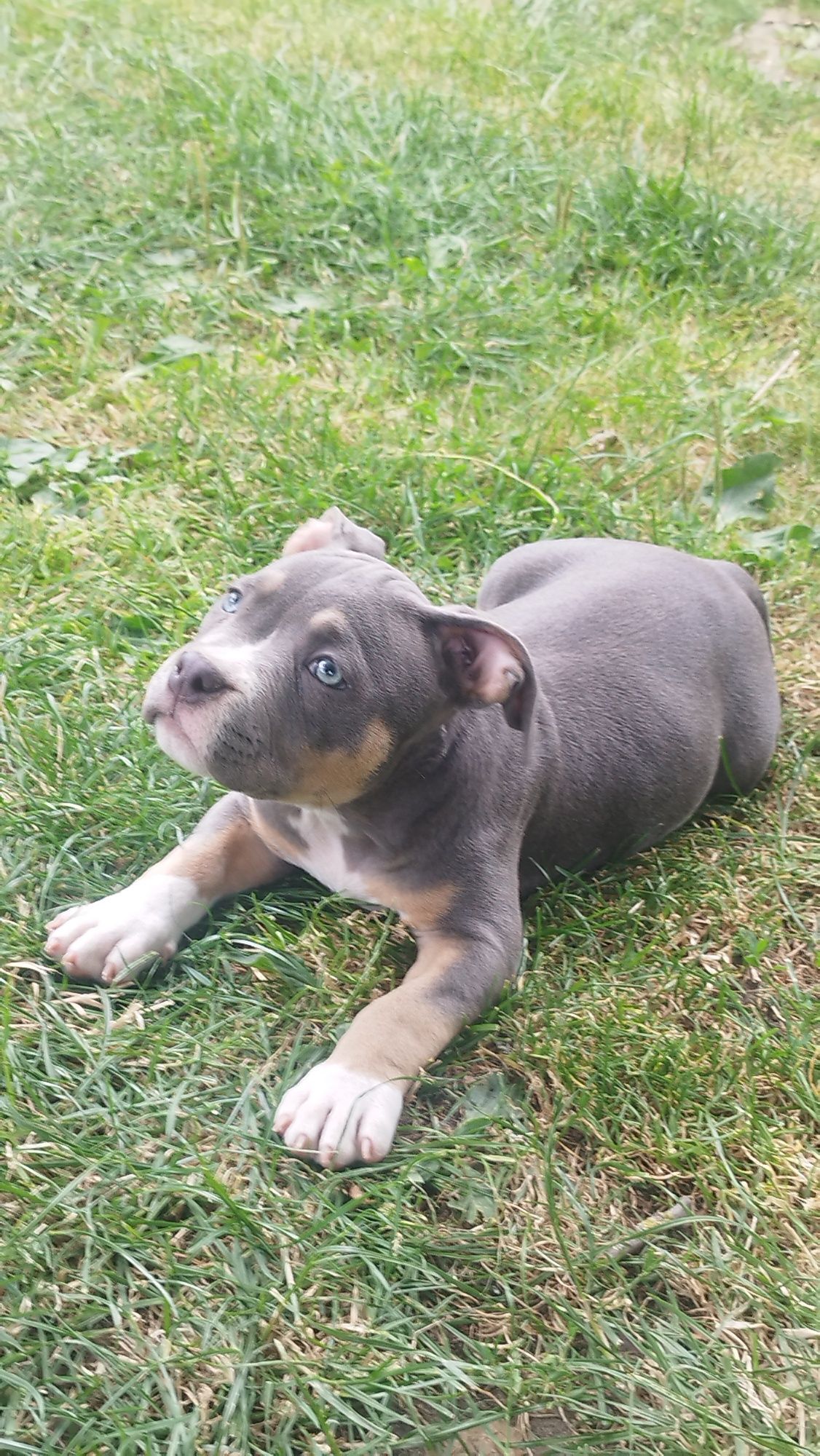 American Bully Standard