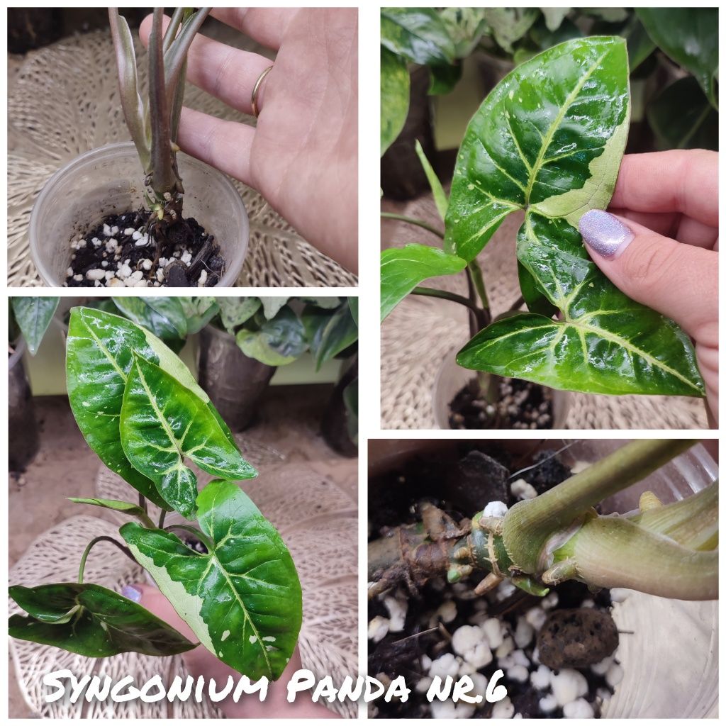 Syngonium Panda zroślicha