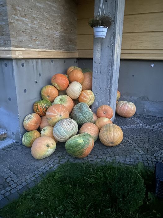 Гарбузи на корм!!